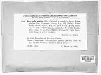 Image of Eutypella padina